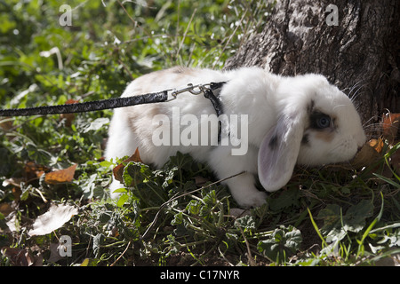 PET Baby Kaninchen tragen Gurt Stockfoto