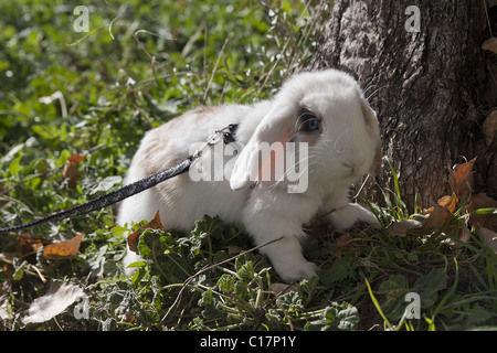 PET Baby Kaninchen tragen Gurt Stockfoto