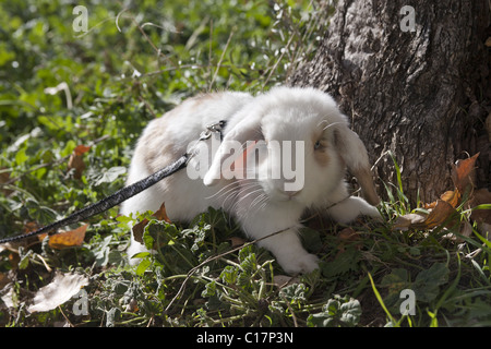 PET Baby Kaninchen tragen Gurt Stockfoto