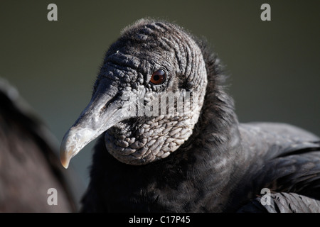 Mönchsgeier, Coragyps Atratus, an der Anhinga Trail, Everglades, Everglades Nationalpark, USA Stockfoto