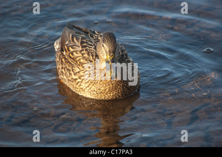 Ente im Derwent Wasser schwimmen Stockfoto