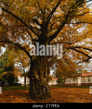 Herbststimmung in Emmendingen Krankenhaus Staatspark, Baden-Württemberg, Deutschland, Europa Stockfoto