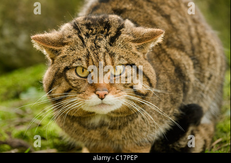 Scottish Wildcat (Felis silvestris) Captive Port Lympne Wild Animal Park, Kent, Großbritannien Stockfoto