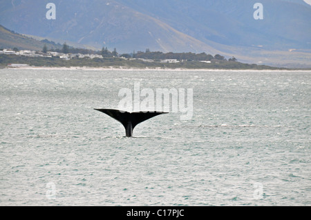 Fluke eines südlichen Glattwal (Eubalaena Australis), Walker Bay, Hermanus, Südafrika, Afrika Stockfoto