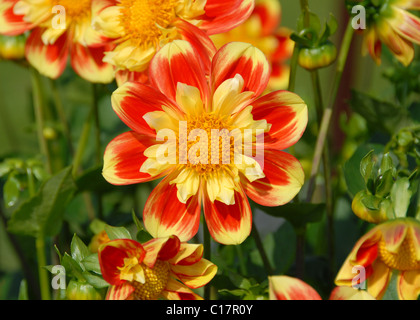 rote und gelbe Collerette Bettwäsche Dahlie "Pfui" Stockfoto
