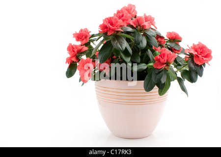 Azalee im Blumentopf auf weißem Hintergrund Stockfoto