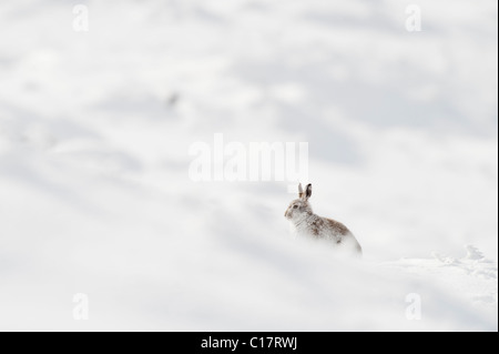 Schneehase (Lepus Timidus) im Wintermantel. Peak District, Derbyshire, UK Stockfoto