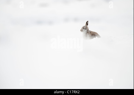 Schneehase (Lepus Timidus) im Wintermantel. Peak District, Derbyshire, UK Stockfoto