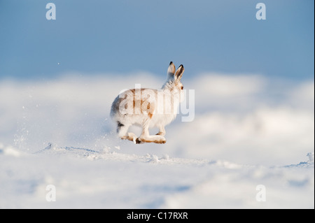 Schneehase (Lepus Timidus) im Wintermantel. Peak District, Derbyshire, UK Stockfoto