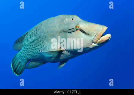 Napoleon-Lippfisch (Cheilinus Undulatus) schwimmen, Hurghada, Brother Islands, Rotes Meer, Ägypten, Afrika Stockfoto