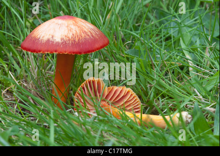 Crimson (= scharlachrot) Waxcap (Hygrocybe Saftling) Fruchtkörper Felbrigg Park in der Nähe von Cromer Norfolk England UK Europa Oktober Stockfoto