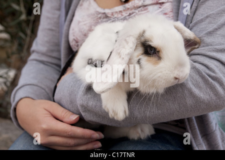 Eigentümer halten Baby Kaninchen im Kabelbaum Stockfoto