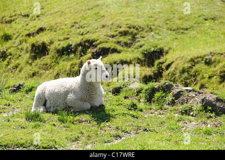 Schafe auf der Region Wanaka - Mount Aspiring Road, Otago, Südinsel, Neuseeland Stockfoto