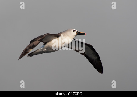 Atlantische gelb-nosed Albatross (Thalassarche Chlororhynchos Chlororhynchos) Altvogel schweben. Stockfoto