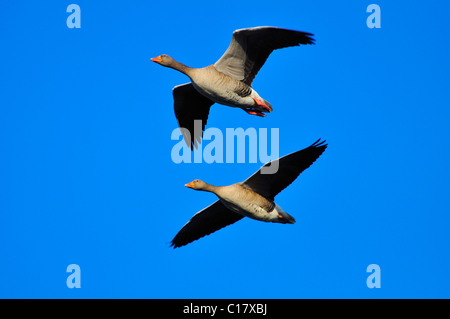 Graugans Gänse (Anser Anser) A paar im Flug über Bedfordshire Stockfoto