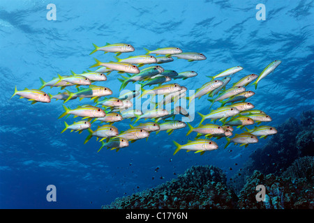 Ein Schwarm von gelben Goatfish (Mulloides guentheri) schwimmen über ein Korallenriff, Hurghada, Rotes Meer, Ägypten, Afrika Stockfoto