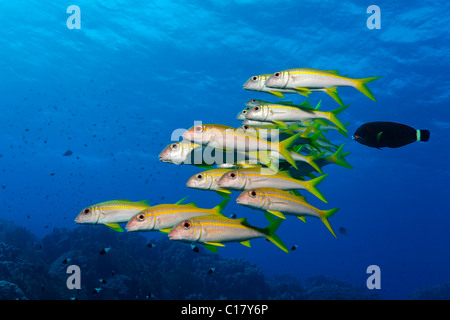 Ein Schwarm von gelben Goatfish (Mulloides guentheri) schwimmen über ein Korallenriff, Hurghada, Rotes Meer, Ägypten, Afrika Stockfoto