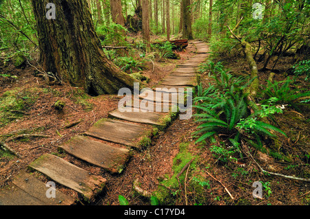 Weg gemacht von Holzbohlen, was durch den Regenwald zu Sand Point, Olympic Nationalpark, Washington, USA, Nordamerika Stockfoto