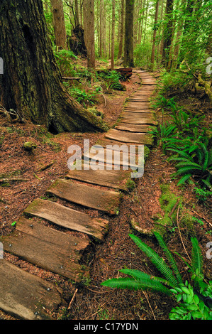 Weg gemacht von Holzbohlen, was durch den Regenwald zu Sand Point, Olympic Nationalpark, Washington, USA, Nordamerika Stockfoto