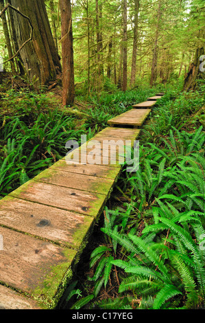 Weg gemacht von Holzbohlen, was durch den Regenwald zu Sand Point, Olympic Nationalpark, Washington, USA, Nordamerika Stockfoto