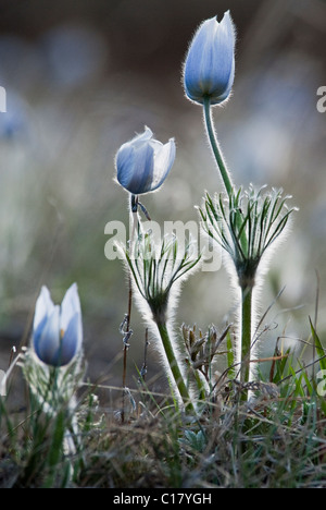 Amerikanische Pasque Blumen Pulsatilla Patens San Isabel National Forest Colorado USA Stockfoto