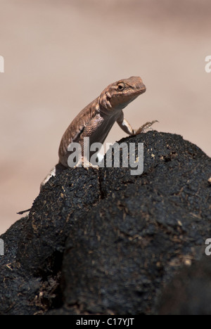 Plateau Seite-blotched Eidechse Uta Stansburiana Uniformis auf Pferd dung Canyon de Chelly National Monument Arizona USA Stockfoto