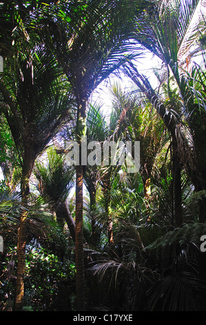 Nikau Palmen am Whale Bay, Tutukaka Coast, Region Northland, Nordinsel, Neuseeland Stockfoto