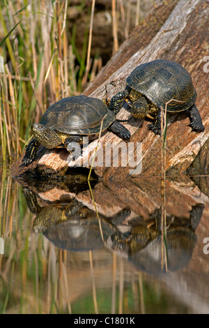 Europäischen Teich Sumpfschildkröten (Emys Orbicularis) sonnen sich Stockfoto