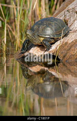 Europäischen Teich Sumpfschildkröten (Emys Orbicularis) sonnen sich Stockfoto