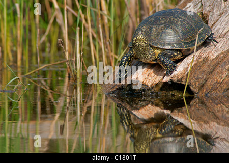 Europäischen Teich Sumpfschildkröten (Emys Orbicularis) sonnen sich Stockfoto