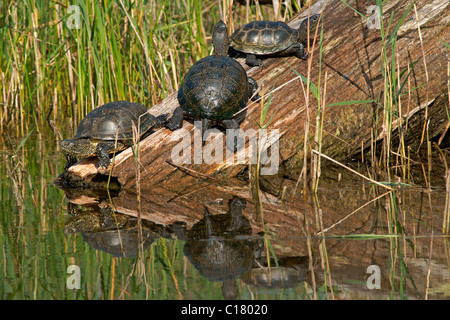 Europäischen Teich Sumpfschildkröten (Emys Orbicularis) sonnen sich Stockfoto