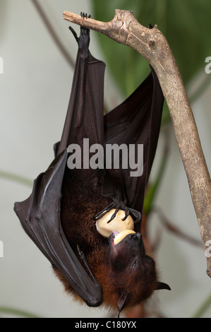 Eine Frucht bat auch bekannt als ein Flughund (Pteropus Vampyrus) in Bali Indonesien Salak oder Schlange Obst essen Stockfoto