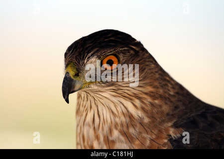 Sharp – Shinned Hawk (Accipiter Striatus) Nahaufnahme Stockfoto