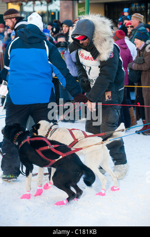 LANCE MACKEY AM FEIERLICHEN START, ANCHORAGE IN ALASKA Stockfoto