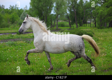 Weißes Pferd laufen Stockfoto