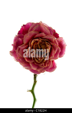 verblasste Rose auf weiß Stockfoto