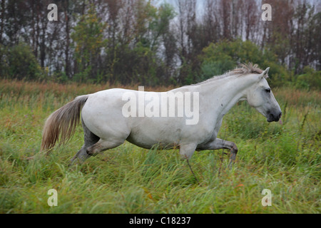 Weißes Pferd laufen Stockfoto