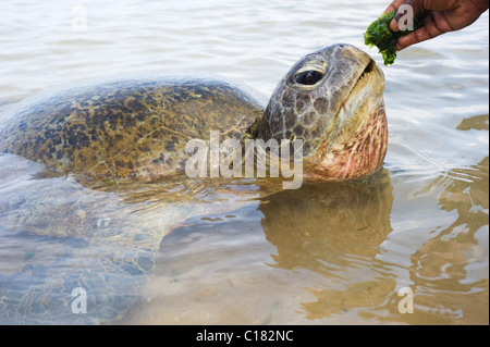 Schildkröte Essen im Ozean Stockfoto