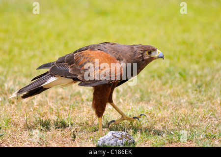 Closeup Harris Hawk (Parabuteo Unicinctus) Profil anzeigen, zu Fuß auf dem Rasen Stockfoto