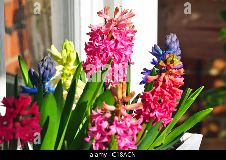 Ascot, Berkshire, England: Frühling im Garten. Stockfoto