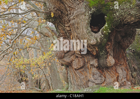 Alten Edelkastanie, Castanea Sativa. Souto de Rozavales, Manzaneda, Ourense, Spanien. Stockfoto