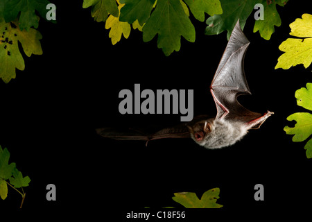 Natterer Fledermaus (Myotis Nattereri) im Flug Stockfoto