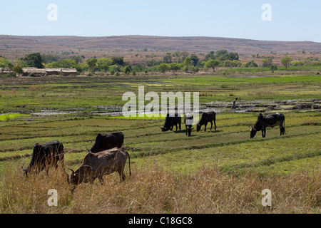 Zebu Hausrind. Weiden auf dem Reisfeld Land von dem Reis vor kurzem geerntet worden ist. Süden Madagaskars. Stockfoto