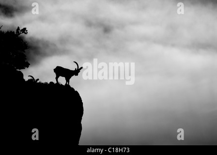 Erwachsene männliche spanische Steinböcke stehen am Berghang Blick seitwärts, Silhouette gegen den Himmel und Wolken Stockfoto