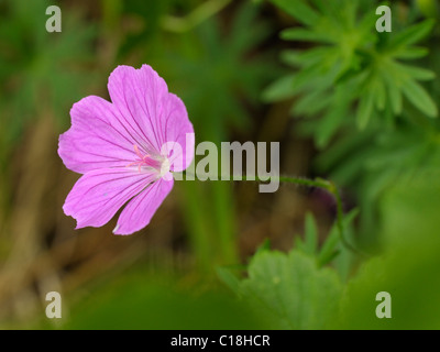 Blutige des Krans-Bill, Geranium sanguineum Stockfoto