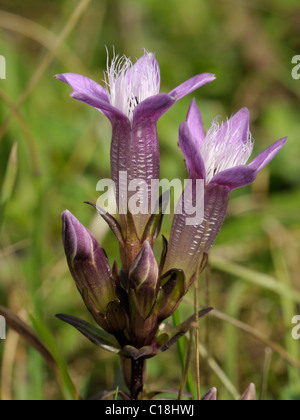 Chiltern Enzian, Gentianella germanica Stockfoto