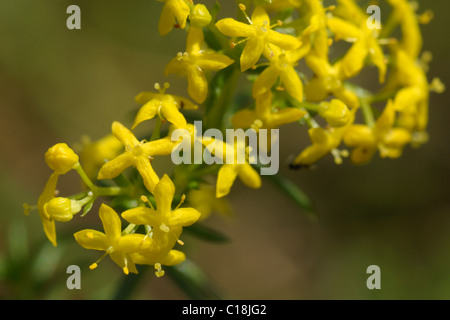 Lady's Labkraut, Galium verum Stockfoto