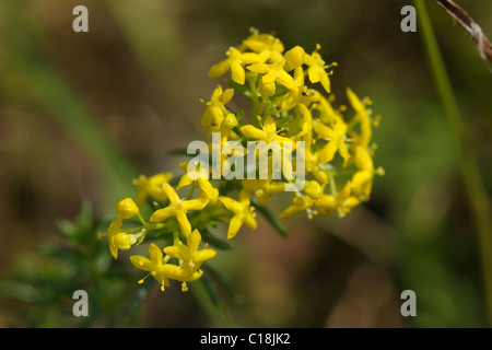 Lady's Labkraut, Galium verum Stockfoto