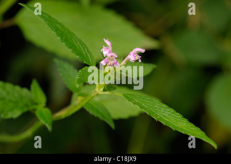 Uvula Hanf-Brennessel, Galeopsis bifida Stockfoto