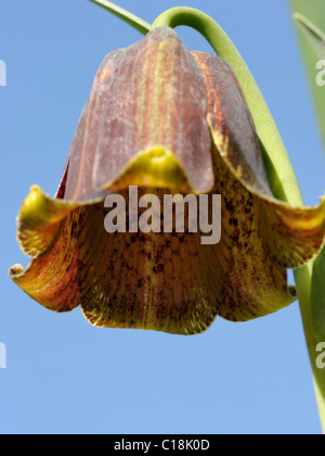 Pyrenäen Schlange-Kopf Blume, Fritillaria pyrenaica Stockfoto